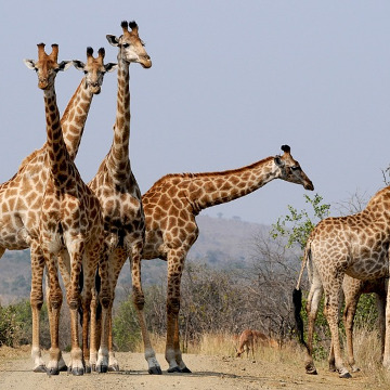 Südafrika